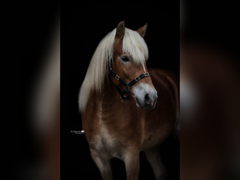 Edelbluthaflinger Castrone 3 Anni 137 cm Sauro in Binswangen