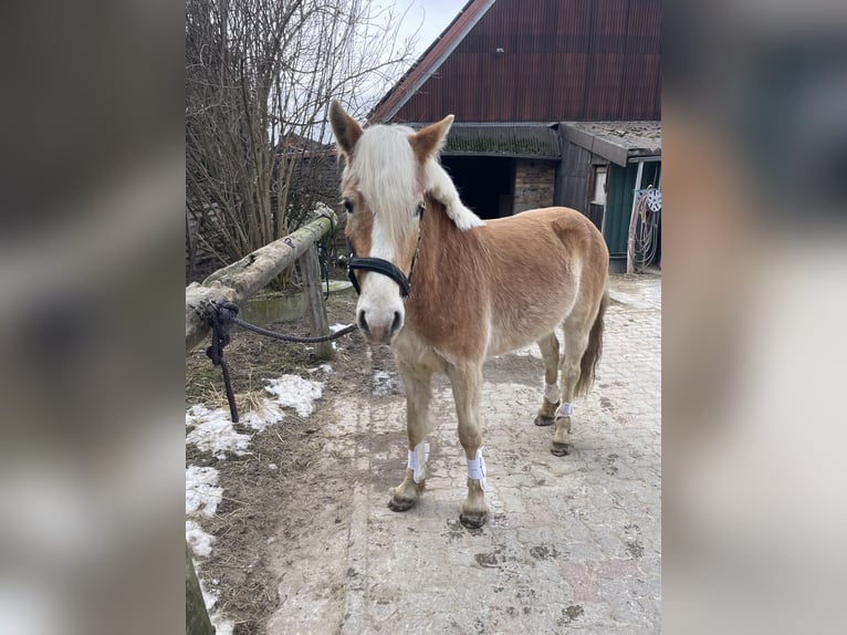 Edelbluthaflinger Castrone 3 Anni 140 cm  in Hannover