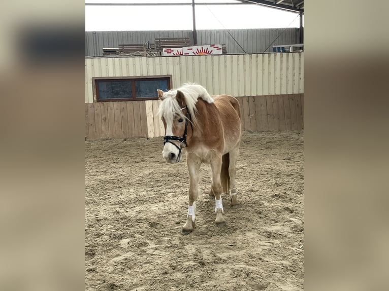 Edelbluthaflinger Castrone 3 Anni 140 cm  in Hannover