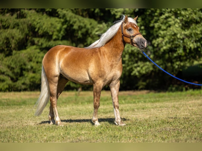 Edelbluthaflinger Castrone 3 Anni 145 cm Sauro in Ahorntal