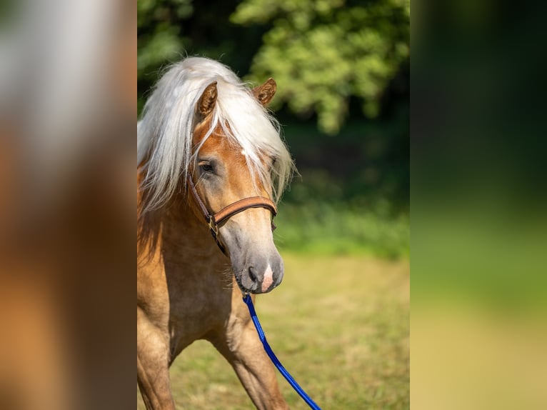 Edelbluthaflinger Castrone 3 Anni 145 cm Sauro in Ahorntal