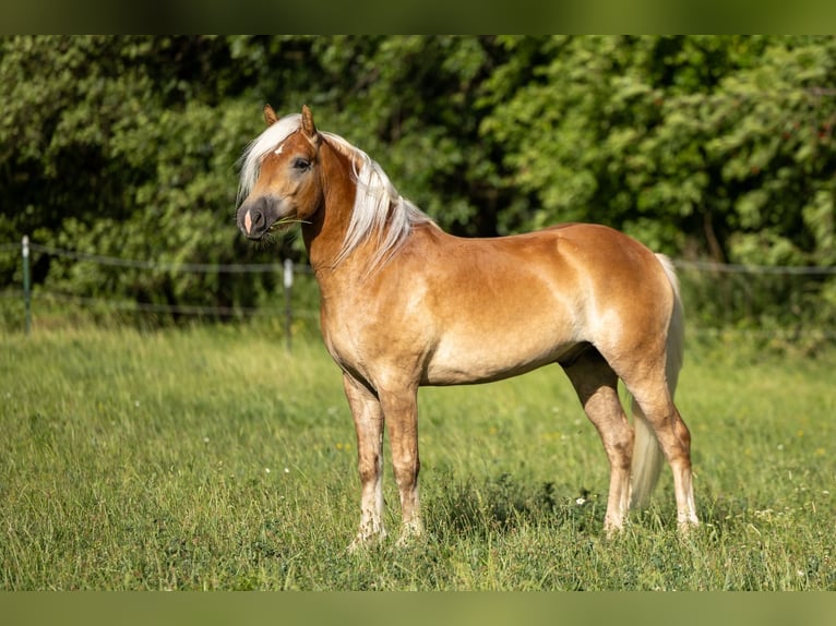 Edelbluthaflinger Castrone 3 Anni 145 cm Sauro in Ahorntal