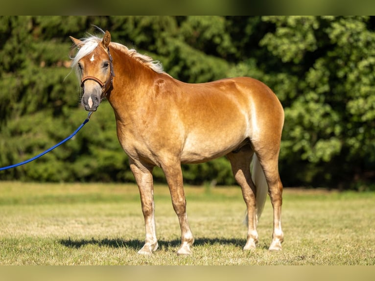 Edelbluthaflinger Castrone 3 Anni 145 cm Sauro in Ahorntal