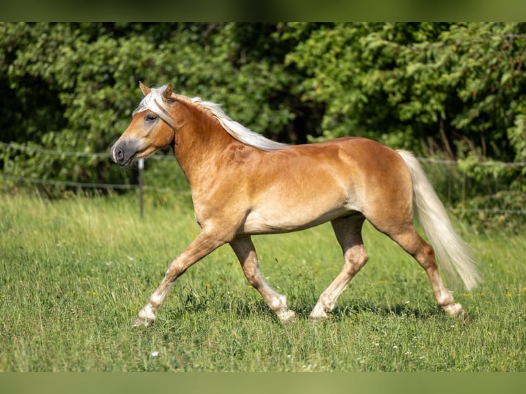 Edelbluthaflinger Castrone 3 Anni 145 cm Sauro in Ahorntal