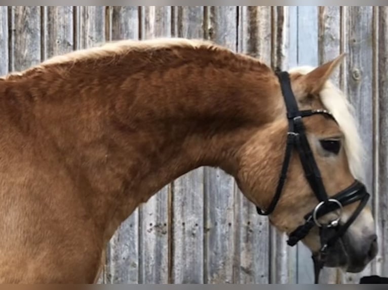 Edelbluthaflinger Castrone 3 Anni 146 cm Sauro in Bayrischzell