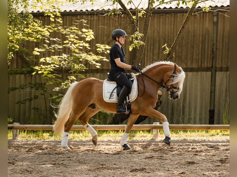 Edelbluthaflinger Castrone 3 Anni 147 cm Sauro in Bayreuth
