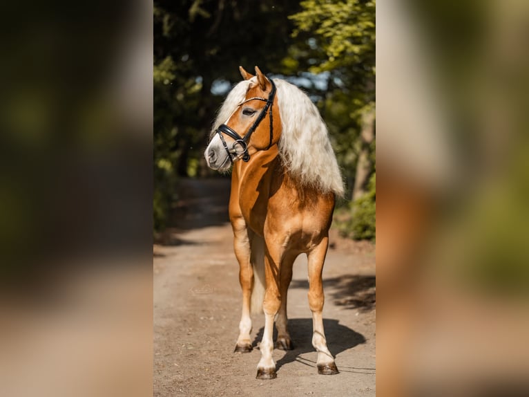 Edelbluthaflinger Castrone 3 Anni 147 cm Sauro in Bayreuth