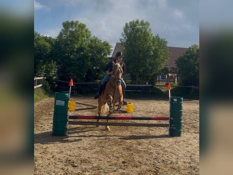 Edelbluthaflinger Castrone 3 Anni 147 cm Sauro in Erdweg