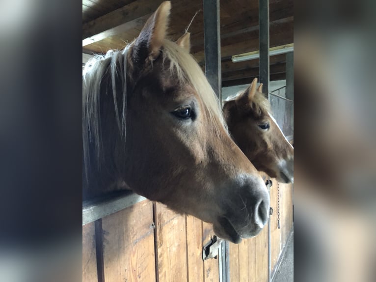 Edelbluthaflinger Castrone 3 Anni 148 cm Sauro in Tussenhausen