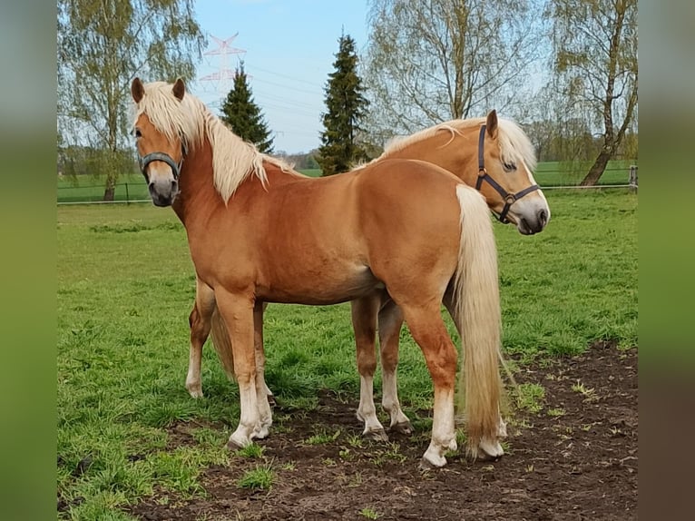 Edelbluthaflinger Castrone 3 Anni 148 cm Sauro scuro in Diepholz