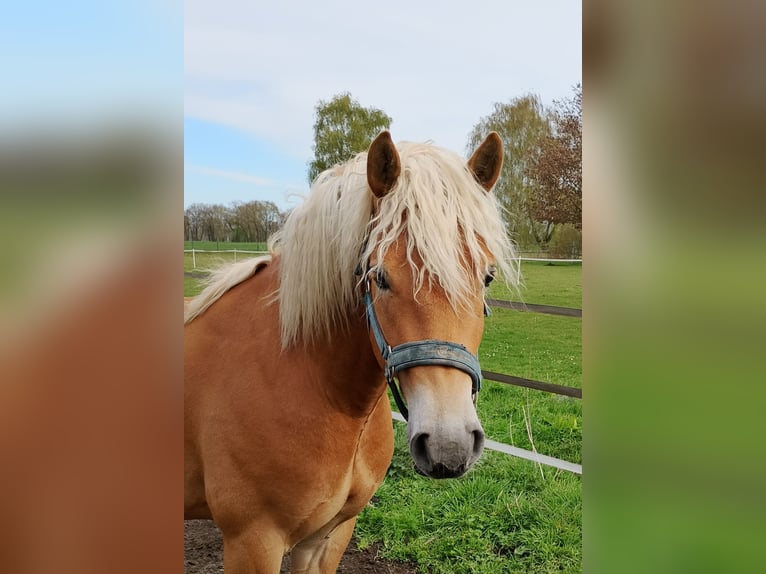 Edelbluthaflinger Castrone 3 Anni 148 cm Sauro scuro in Diepholz