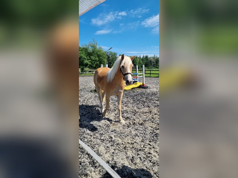 Edelbluthaflinger Castrone 3 Anni 149 cm Sauro in Berg