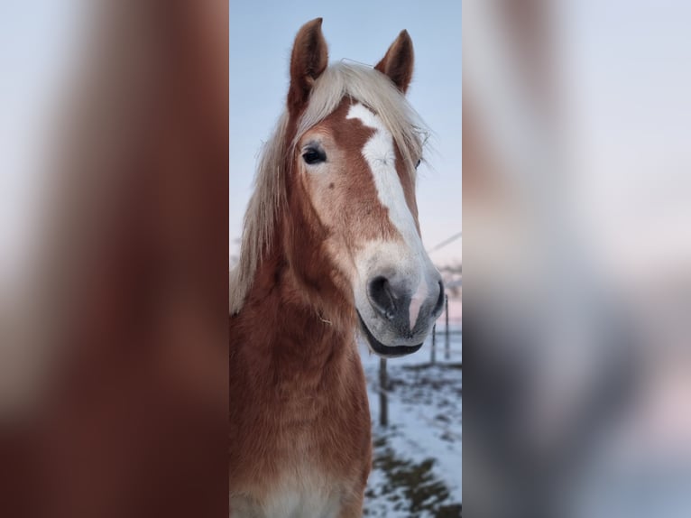 Edelbluthaflinger Castrone 3 Anni 149 cm Sauro in Berg