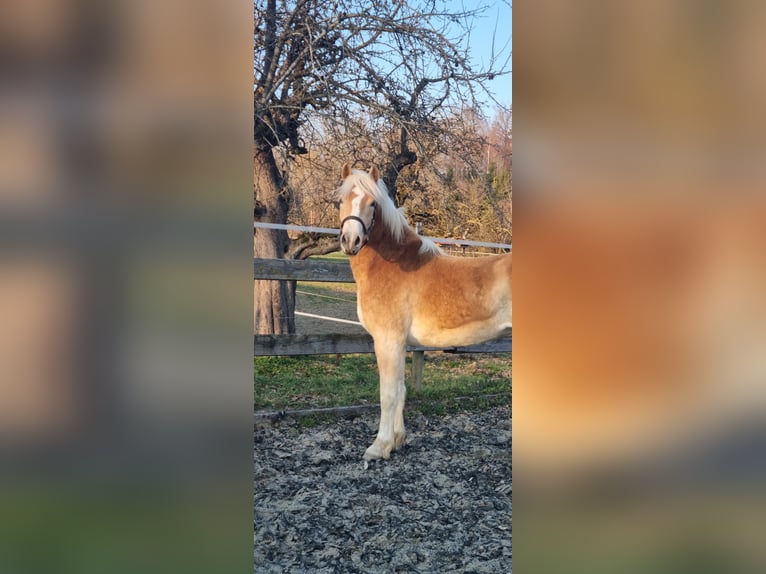 Edelbluthaflinger Castrone 3 Anni 149 cm Sauro in Berg