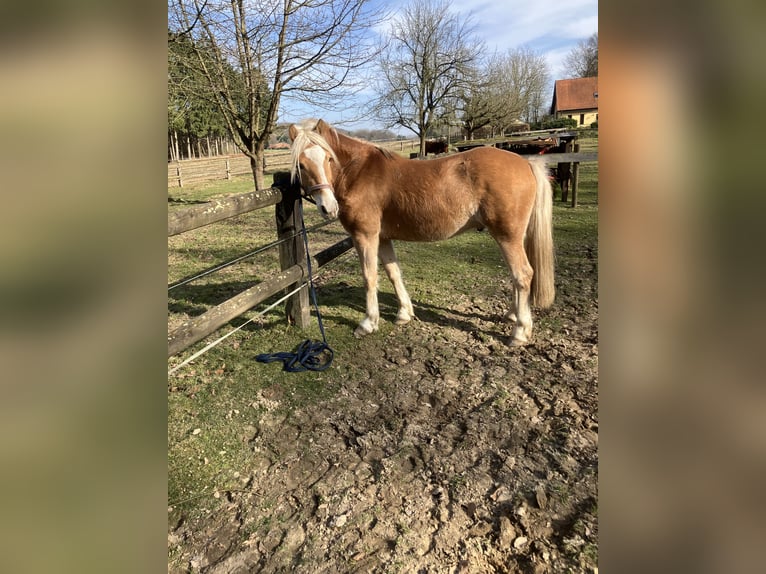 Edelbluthaflinger Castrone 3 Anni 150 cm Baio chiaro in Lienen