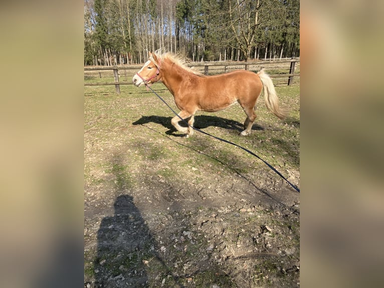 Edelbluthaflinger Castrone 3 Anni 150 cm Baio chiaro in Lienen