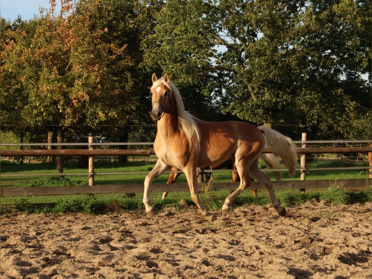 Edelbluthaflinger Castrone 3 Anni 150 cm Sauro in Hamm