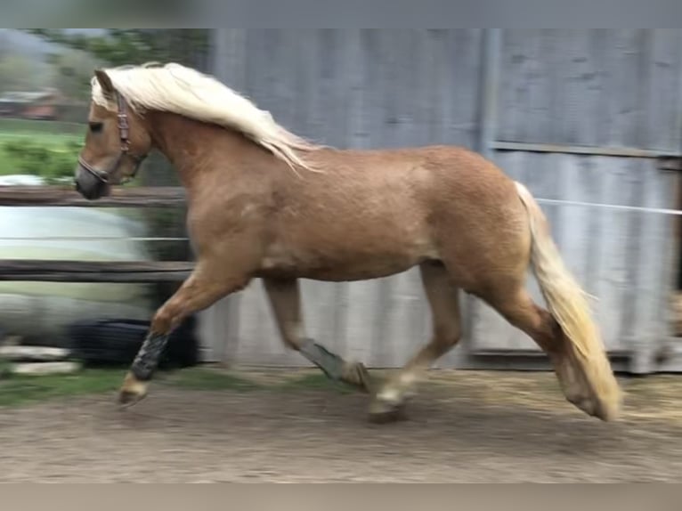 Edelbluthaflinger Castrone 4 Anni 142 cm Sauro in Bayrischzell