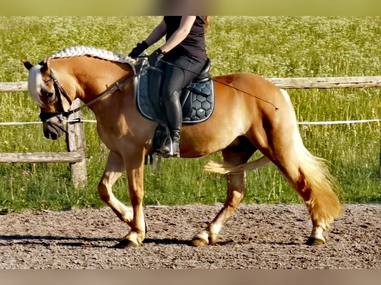 Edelbluthaflinger Castrone 4 Anni 142 cm Sauro in Bayrischzell
