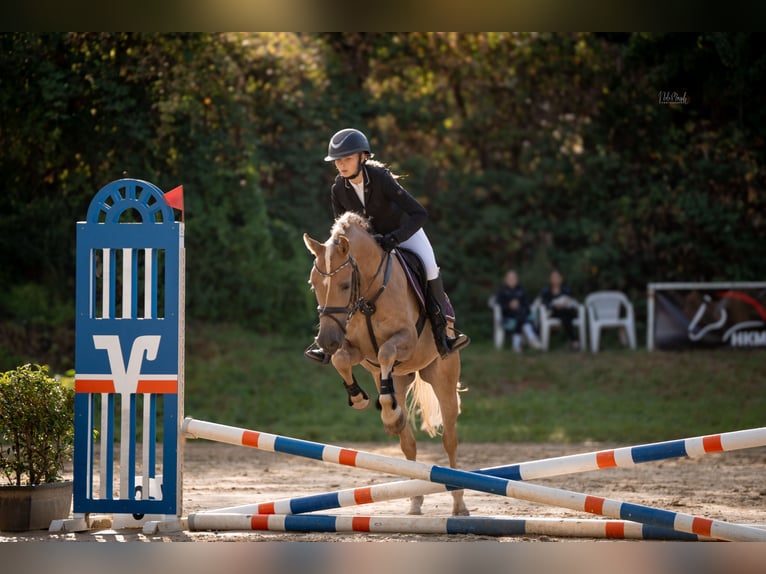 Edelbluthaflinger Castrone 4 Anni 144 cm Palomino in Viersen