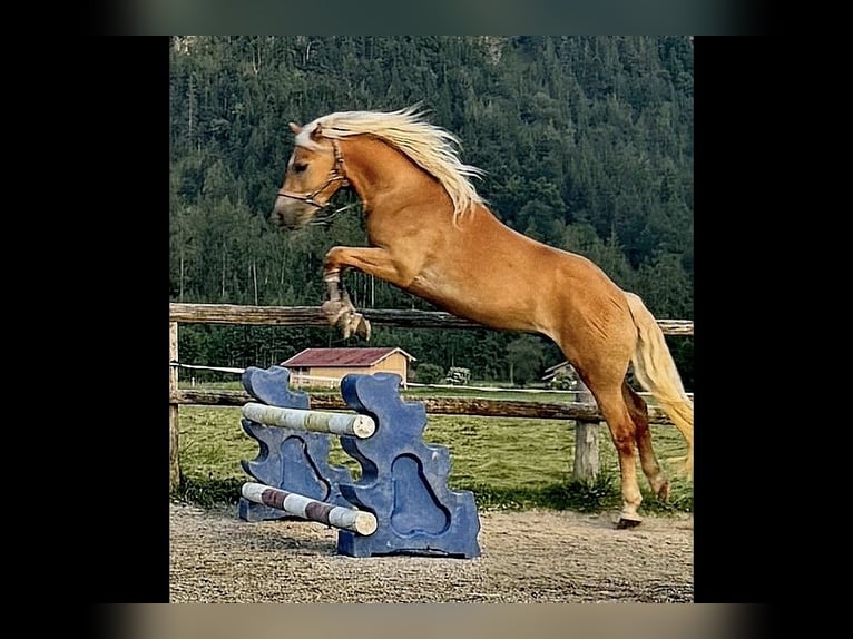 Edelbluthaflinger Castrone 4 Anni 146 cm Sauro in Bayrischzell