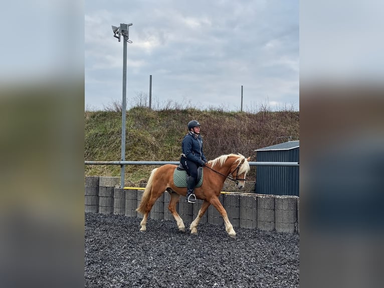 Edelbluthaflinger Castrone 4 Anni 147 cm Sauro in KraichtalKraichtal