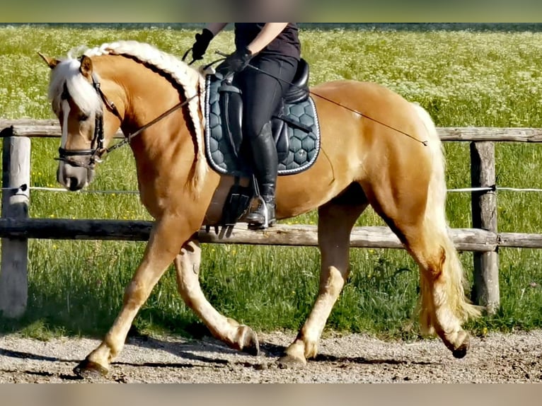 Edelbluthaflinger Castrone 4 Anni 150 cm Sauro in Bayrischzell