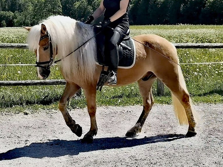 Edelbluthaflinger Castrone 4 Anni 150 cm Sauro in Bayrischzell