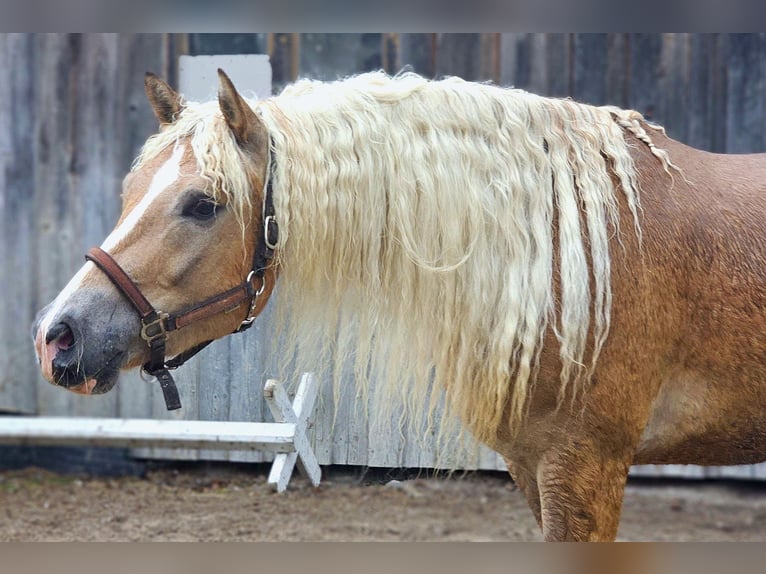 Edelbluthaflinger Castrone 4 Anni 150 cm Sauro in Bayrischzell