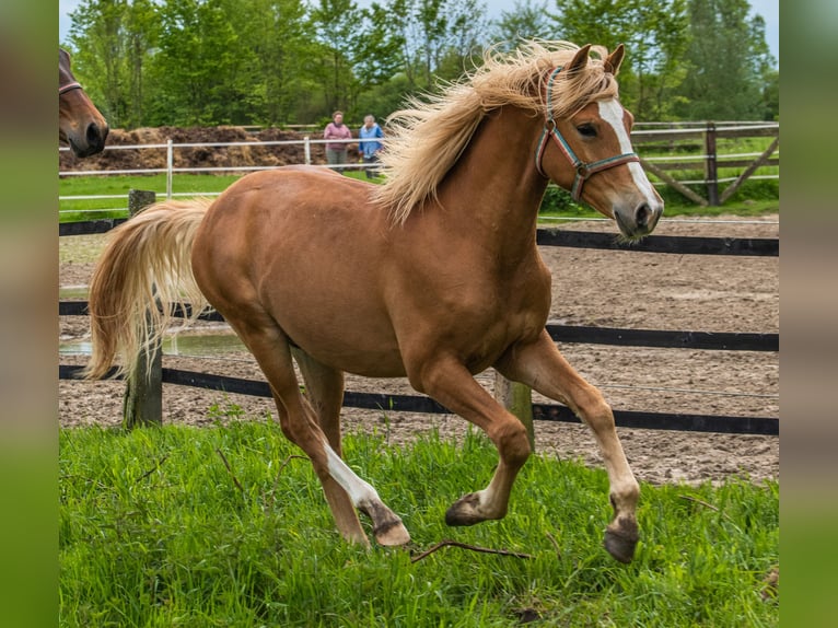 Edelbluthaflinger Castrone 4 Anni 157 cm Sauro in Schretstaken