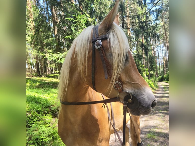 Edelbluthaflinger Castrone 4 Anni  in Machern