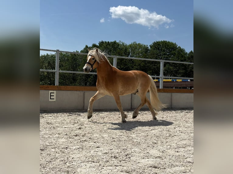 Edelbluthaflinger Castrone 5 Anni 139 cm  in Wiesenfelden