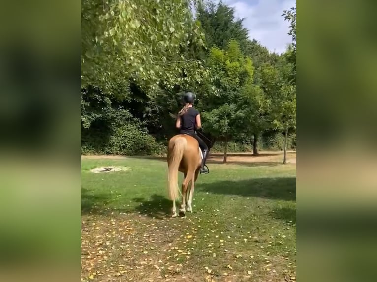 Edelbluthaflinger Castrone 5 Anni 148 cm Palomino in Viersen