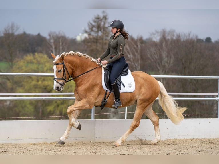 Edelbluthaflinger Castrone 5 Anni 156 cm Palomino in Bochum