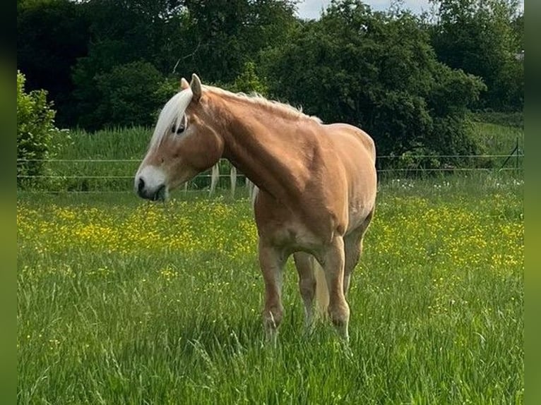 Edelbluthaflinger Castrone 6 Anni 153 cm Sauro in Moosrain bei Murnau