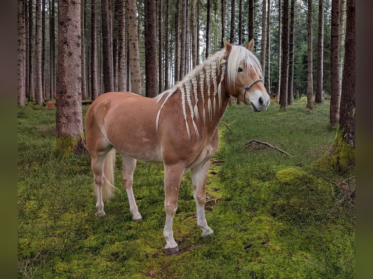 Edelbluthaflinger Castrone 6 Anni 153 cm Sauro in Moosrain bei Murnau