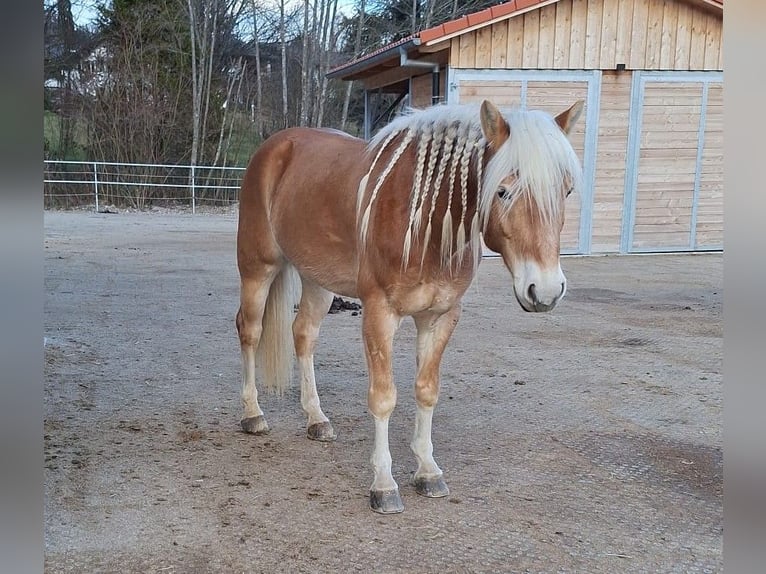 Edelbluthaflinger Castrone 6 Anni 153 cm Sauro in Moosrain bei Murnau