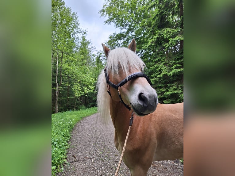 Edelbluthaflinger Castrone 6 Anni 153 cm Sauro in Moosrain bei Murnau