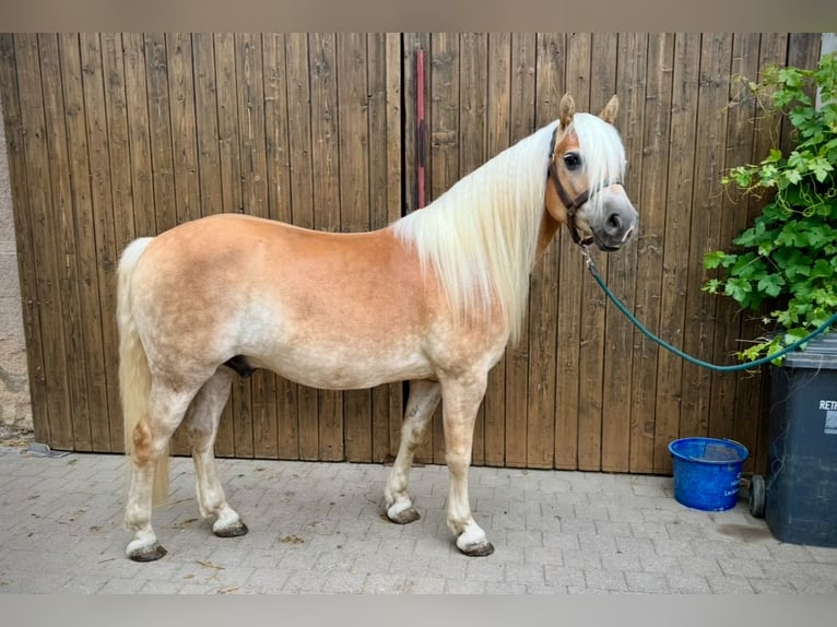 Edelbluthaflinger Castrone 6 Anni Sauro in R&#xF6;hrensee