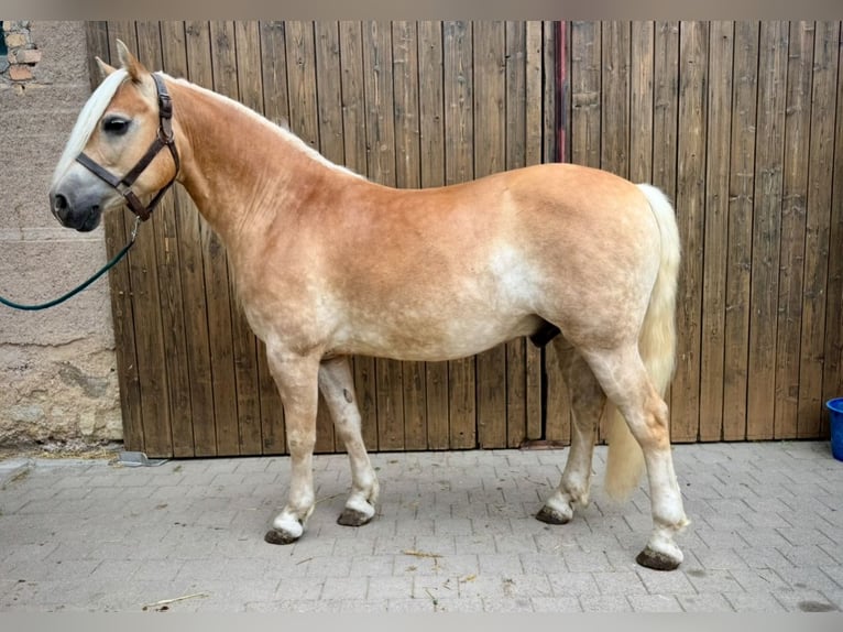 Edelbluthaflinger Castrone 6 Anni Sauro in R&#xF6;hrensee