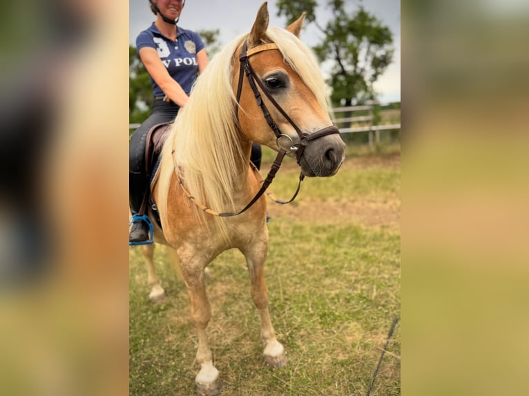 Edelbluthaflinger Castrone 6 Anni Sauro in R&#xF6;hrensee