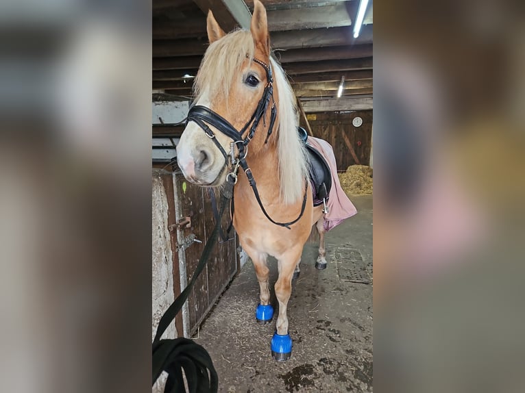 Edelbluthaflinger Castrone 7 Anni 143 cm Sauro in Warendorf