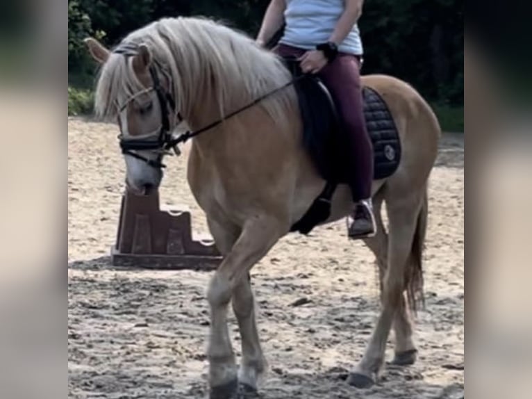 Edelbluthaflinger Castrone 8 Anni 148 cm Sauro in Rechtsupweg