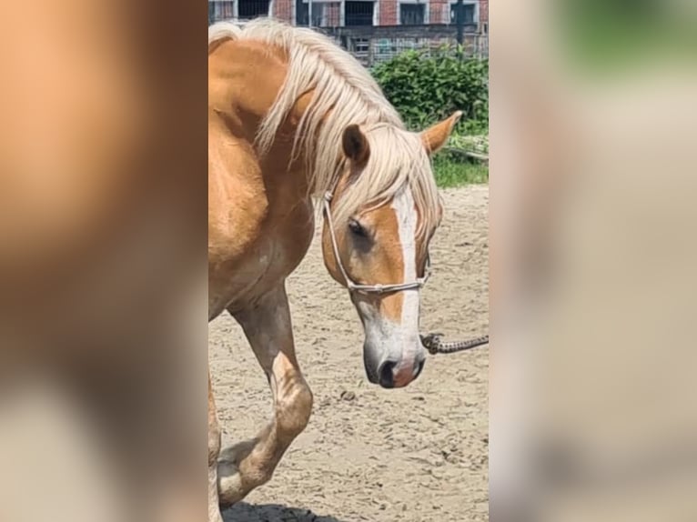 Edelbluthaflinger Castrone 8 Anni 148 cm Sauro in Rechtsupweg