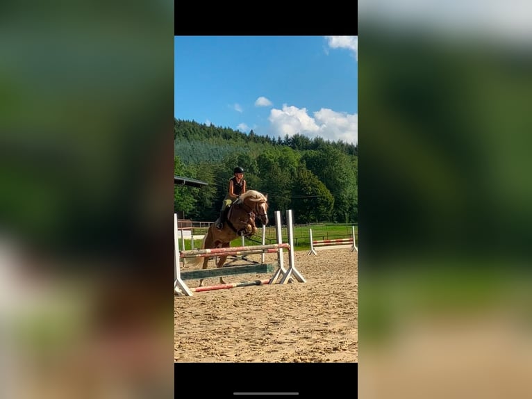 Edelbluthaflinger Castrone 8 Anni 154 cm  in Lennestadt