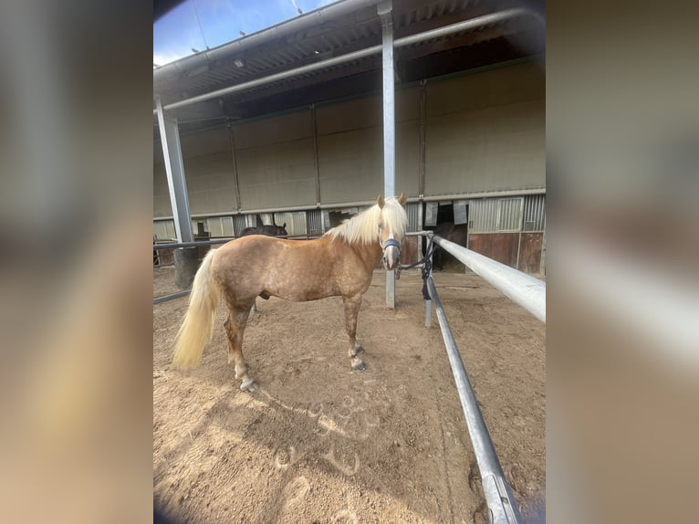 Edelbluthaflinger Castrone 8 Anni 154 cm  in Lennestadt
