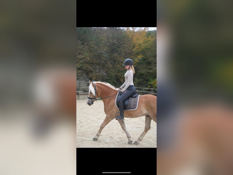 Edelbluthaflinger Castrone 8 Anni 154 cm  in Lennestadt