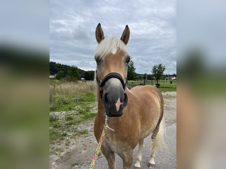 Edelbluthaflinger Castrone 8 Anni in Trostberg