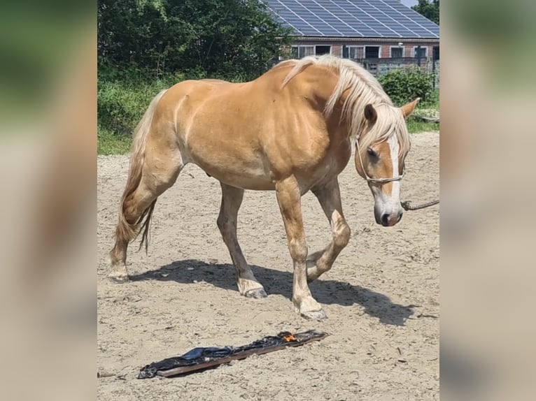 Edelbluthaflinger Castrone 9 Anni 146 cm  in Norden