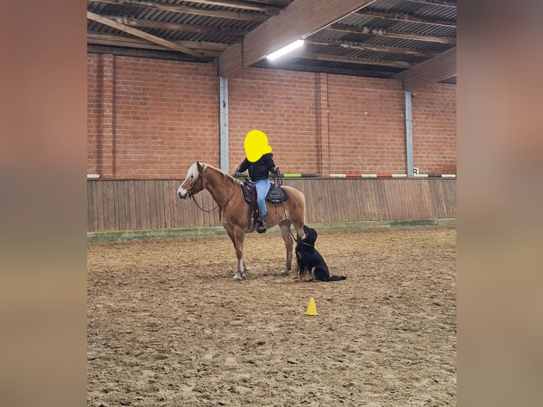 Edelbluthaflinger Castrone 9 Anni 152 cm in Hilden